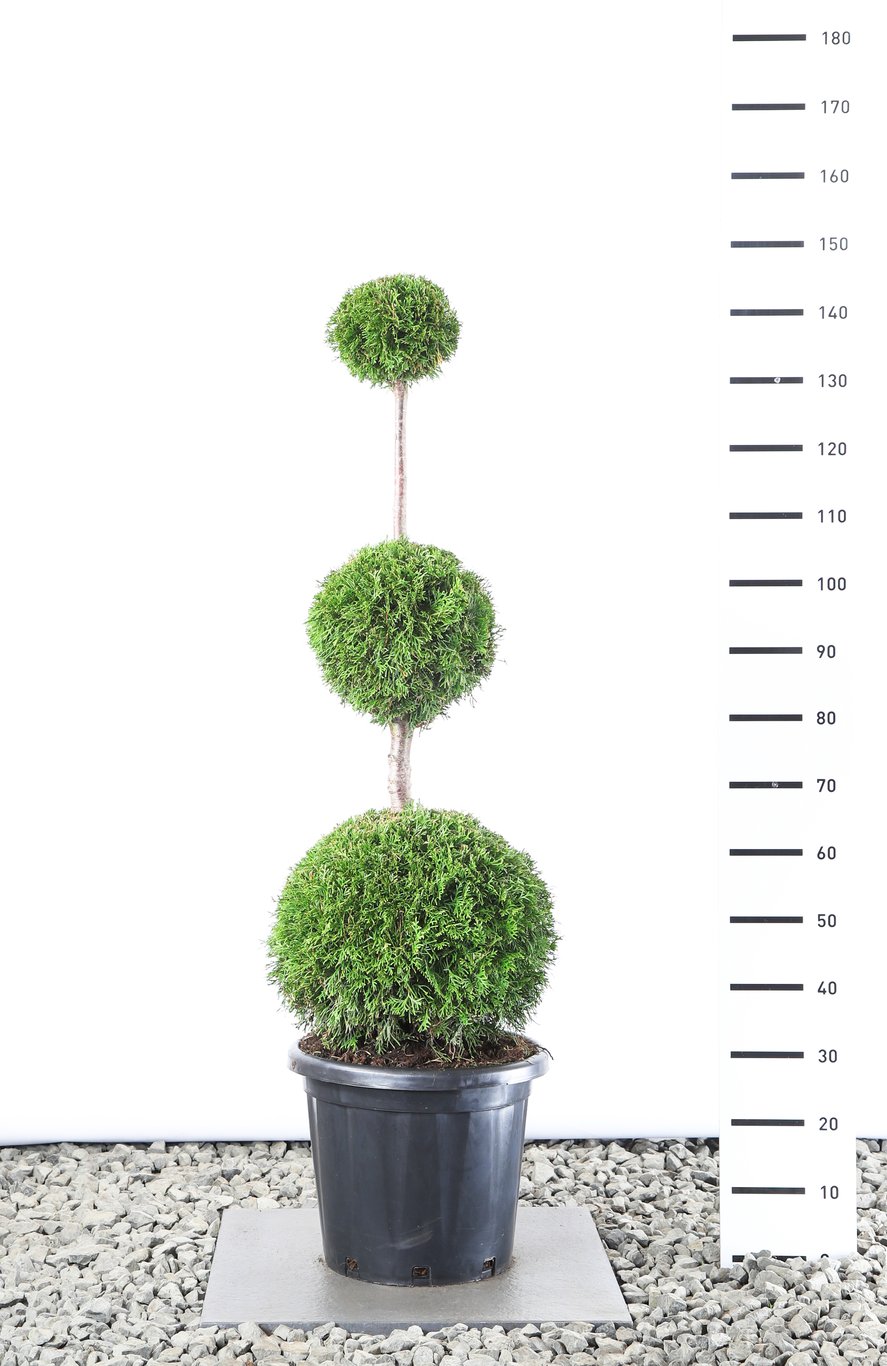 Thuja occ. 'Smaragd' - 100-120 CM TRIOBOL Cont.